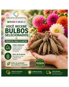Kit 10 Bulbos de Dália Cores Variadas  Jardim Bonito Sem Complicação